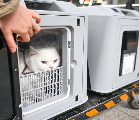 Cina: attivo servizio di trasporto animali domestici su treni ad alta velocità (3)
