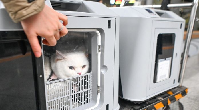 Cina: attivo servizio di trasporto animali domestici su treni ad alta velocità (3)