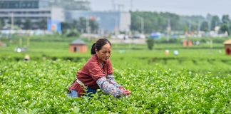 Cina: obiettivo industria del tè da 1.500 mld di yuan entro il 2030