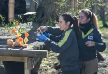 Spagna: allo Zoo di Madrid una sorpresa ai panda per il Capodanno cinese (1)