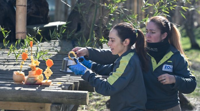 Spagna: allo Zoo di Madrid una sorpresa ai panda per il Capodanno cinese (1)