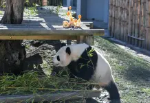 Spagna: allo Zoo di Madrid una sorpresa ai panda per il Capodanno cinese (2)