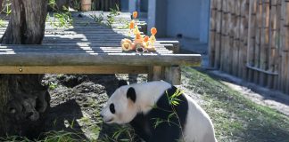 Spagna: allo Zoo di Madrid una sorpresa ai panda per il Capodanno cinese (2)