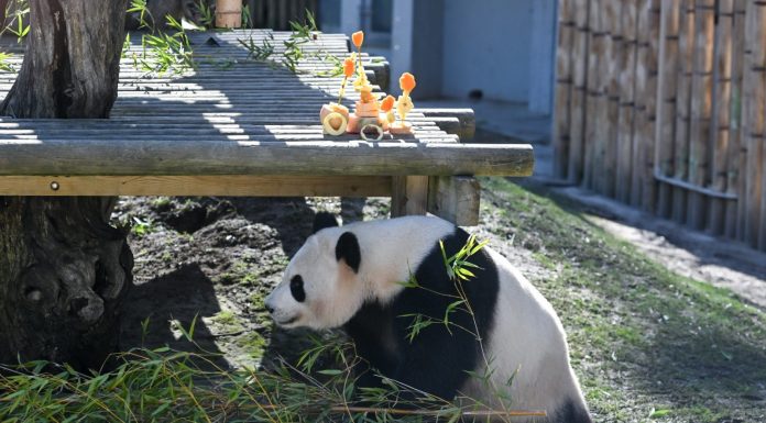 Spagna: allo Zoo di Madrid una sorpresa ai panda per il Capodanno cinese (2)