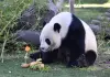 Spagna: allo Zoo di Madrid una sorpresa ai panda per il Capodanno cinese (3)