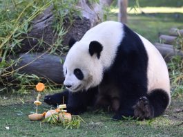 Spagna: allo Zoo di Madrid una sorpresa ai panda per il Capodanno cinese (3)