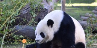 Spagna: allo Zoo di Madrid una sorpresa ai panda per il Capodanno cinese (3)