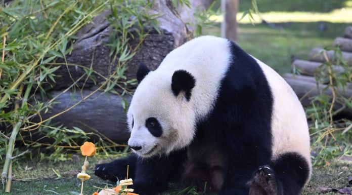 Spagna: allo Zoo di Madrid una sorpresa ai panda per il Capodanno cinese (3)