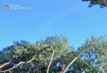 Roma, cade un pino ai Fori Imperiali: tre persone leggermente ferite