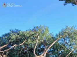 Roma, cade un pino ai Fori Imperiali: tre persone leggermente ferite