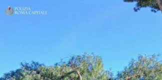 Roma, cade un pino ai Fori Imperiali: tre persone leggermente ferite