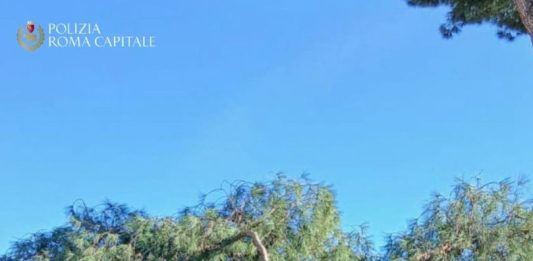 Roma, cade un pino ai Fori Imperiali: tre persone leggermente ferite