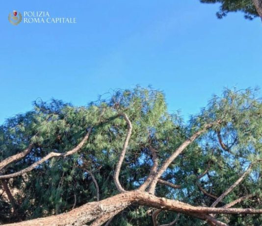 Roma, cade un pino ai Fori Imperiali: tre persone leggermente ferite