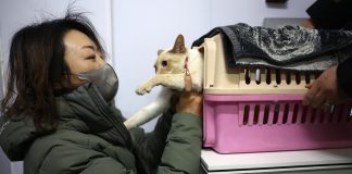 Cina: Festa di Primavera, viaggi ad alta velocità anche per gli animali (1)