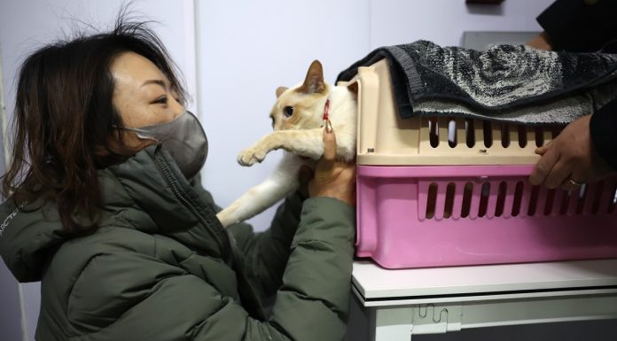 Cina: Festa di Primavera, viaggi ad alta velocità anche per gli animali (1)