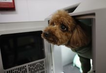 Cina: Festa di Primavera, viaggi ad alta velocità anche per gli animali (2)