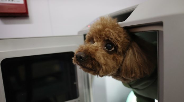 Cina: Festa di Primavera, viaggi ad alta velocità anche per gli animali (2)