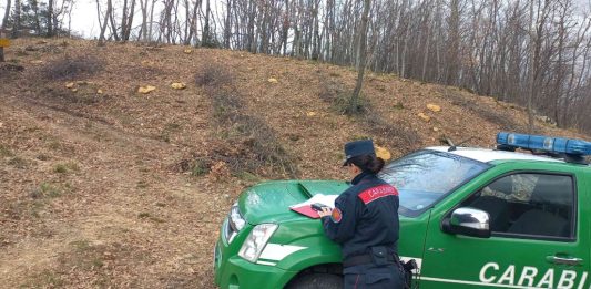 Carabinieri Forestale, 81 mila controlli e 1530 reati nel 2025