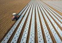 Cina: con il “Lichun” iniziano i lavori agricoli del nuovo anno (1)