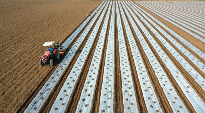 Cina: con il “Lichun” iniziano i lavori agricoli del nuovo anno (1)