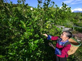 Cina: ridotto il divario di reddito tra aree urbane e rurali