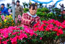 Cina: con il “Lichun” iniziano i lavori agricoli del nuovo anno (2)