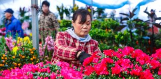 Cina: con il “Lichun” iniziano i lavori agricoli del nuovo anno (2)