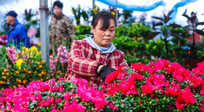 Cina: con il “Lichun” iniziano i lavori agricoli del nuovo anno (2)