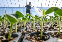 Cina: con il “Lichun” iniziano i lavori agricoli del nuovo anno (3)