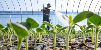 Cina: con il “Lichun” iniziano i lavori agricoli del nuovo anno (3)