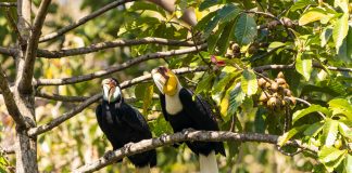 Cina: una squadra di pattugliamento tutela gli uccelli nello Yunnan (1)