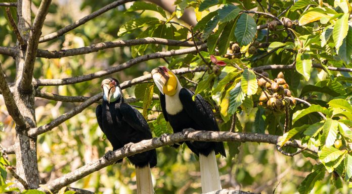 Cina: una squadra di pattugliamento tutela gli uccelli nello Yunnan (1)