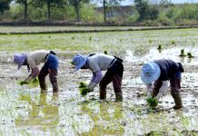 Cina: dopo la Festa di primavera riprende il lavoro nei campi (1)