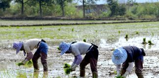 Cina: dopo la Festa di primavera riprende il lavoro nei campi (1)