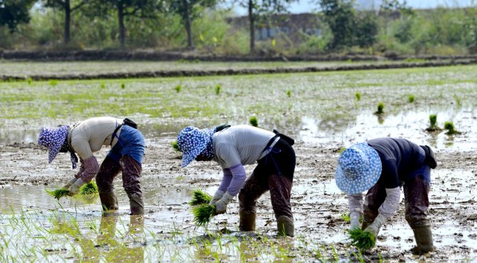 Cina: dopo la Festa di primavera riprende il lavoro nei campi (1)