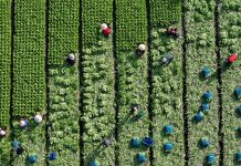 Cina: dopo la Festa di primavera riprende il lavoro nei campi (2)