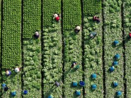 Cina: dopo la Festa di primavera riprende il lavoro nei campi (2)