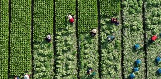 Cina: dopo la Festa di primavera riprende il lavoro nei campi (2)