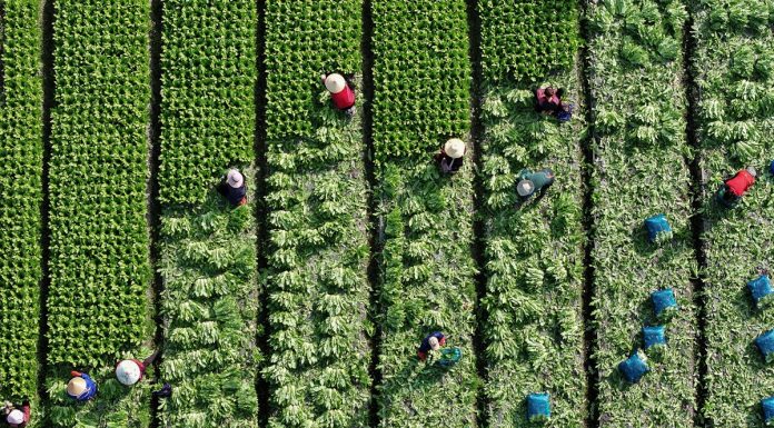 Cina: dopo la Festa di primavera riprende il lavoro nei campi (2)
