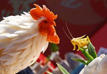 Cina: a Qingdao gara di intaglio dei ravanelli (2)