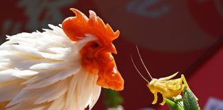 Cina: a Qingdao gara di intaglio dei ravanelli (2)