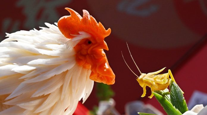 Cina: a Qingdao gara di intaglio dei ravanelli (2)