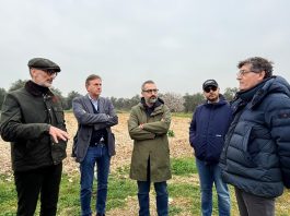 Xylella, chiuso il monitoraggio 2026 su area Triggiano. Paolicelli: “Nessuna espansione dopo due anni di interventi”