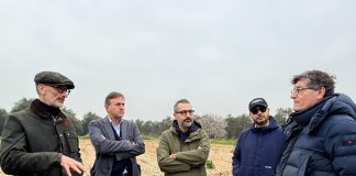 Xylella, chiuso il monitoraggio 2026 su area Triggiano. Paolicelli: “Nessuna espansione dopo due anni di interventi”