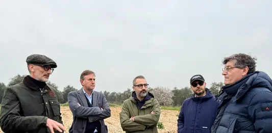 Xylella, chiuso il monitoraggio 2026 su area Triggiano. Paolicelli: “Nessuna espansione dopo due anni di interventi”