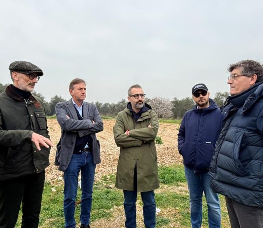 Xylella, chiuso il monitoraggio 2026 su area Triggiano. Paolicelli: “Nessuna espansione dopo due anni di interventi”