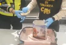 Sequestrati all’aeroporto di Malpensa 8 esemplari di corallo a rischio estinzione