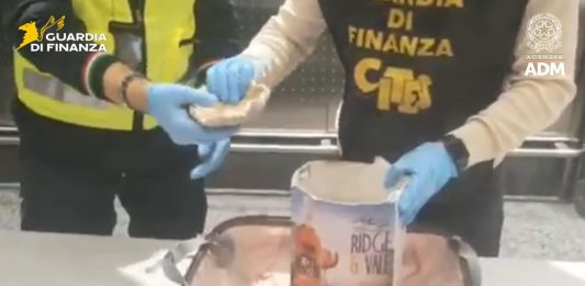 Sequestrati all’aeroporto di Malpensa 8 esemplari di corallo a rischio estinzione