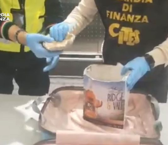 Sequestrati all’aeroporto di Malpensa 8 esemplari di corallo a rischio estinzione