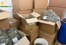 Scoperta in provincia di Varese una società che produceva e confezionava marijuana: arrestati i sei responsabili